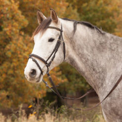 Waldhausen valjad Diamond Star pruun/kuldne