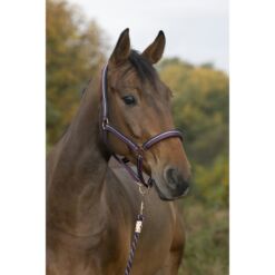 Norton päitsed ja nöör Brillant ploomililla/tumesinine