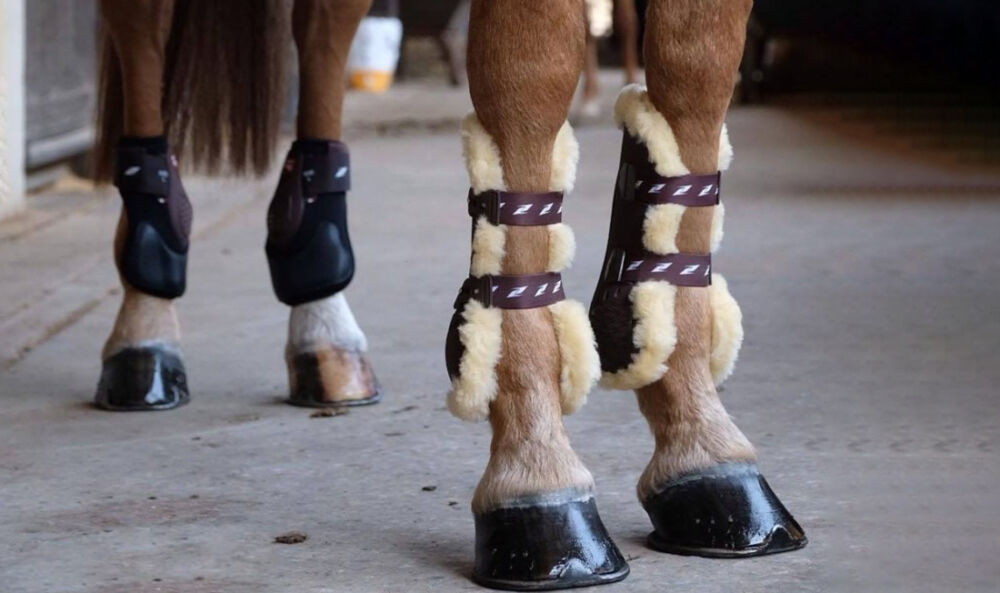 Zandona kaitsmed kaanepilt