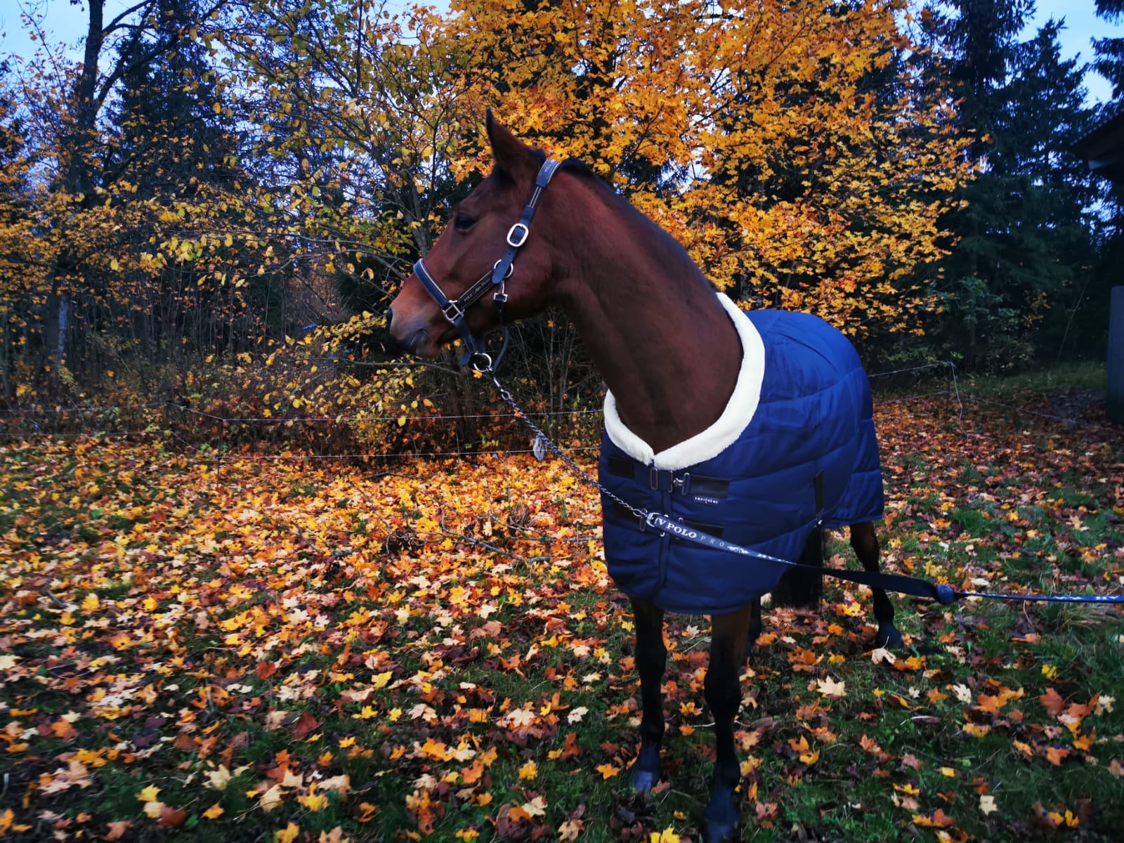 Tallitekk Teddy blogi