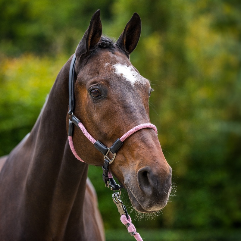 HV Polo päitsed ja nöör Franka - Roosa