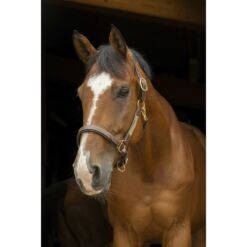 Eric Thomas nahast päitsed Pro - Havana pruun, Full