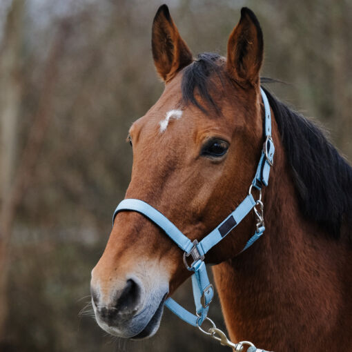 Equithéme päitsed Spring - Helesinine