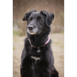 Penlope Billie koera kaelarihm roosa