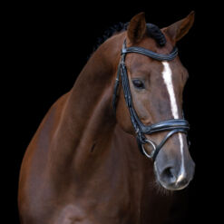 Imperial Riding valjad English - Must