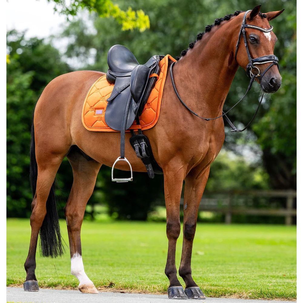 Equestrian Stockholm koolisõiduvaltrap Velvet Chestnut oranz 6